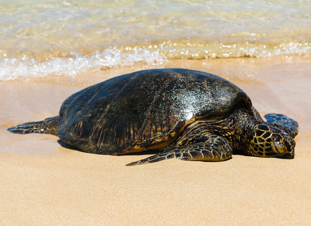 O'ahu in 10 Snaps